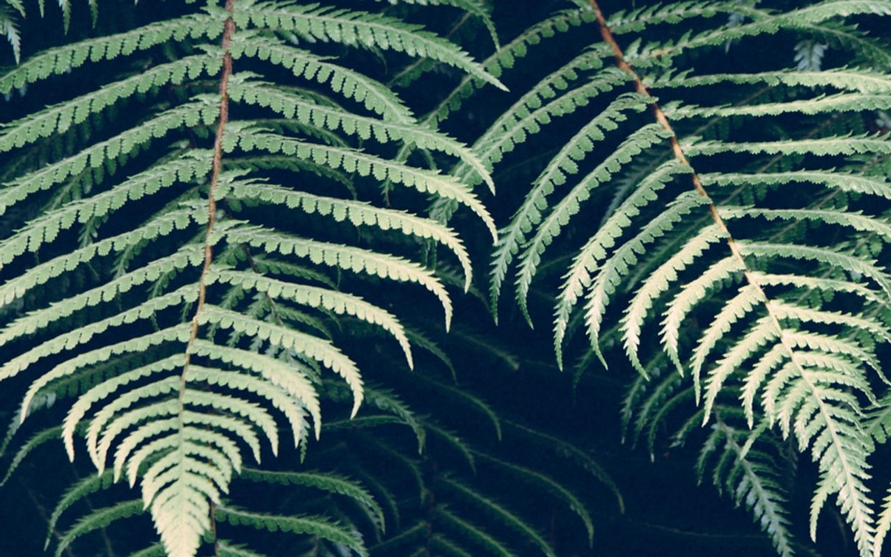 Ethnic Arts Institute International — Sausalito