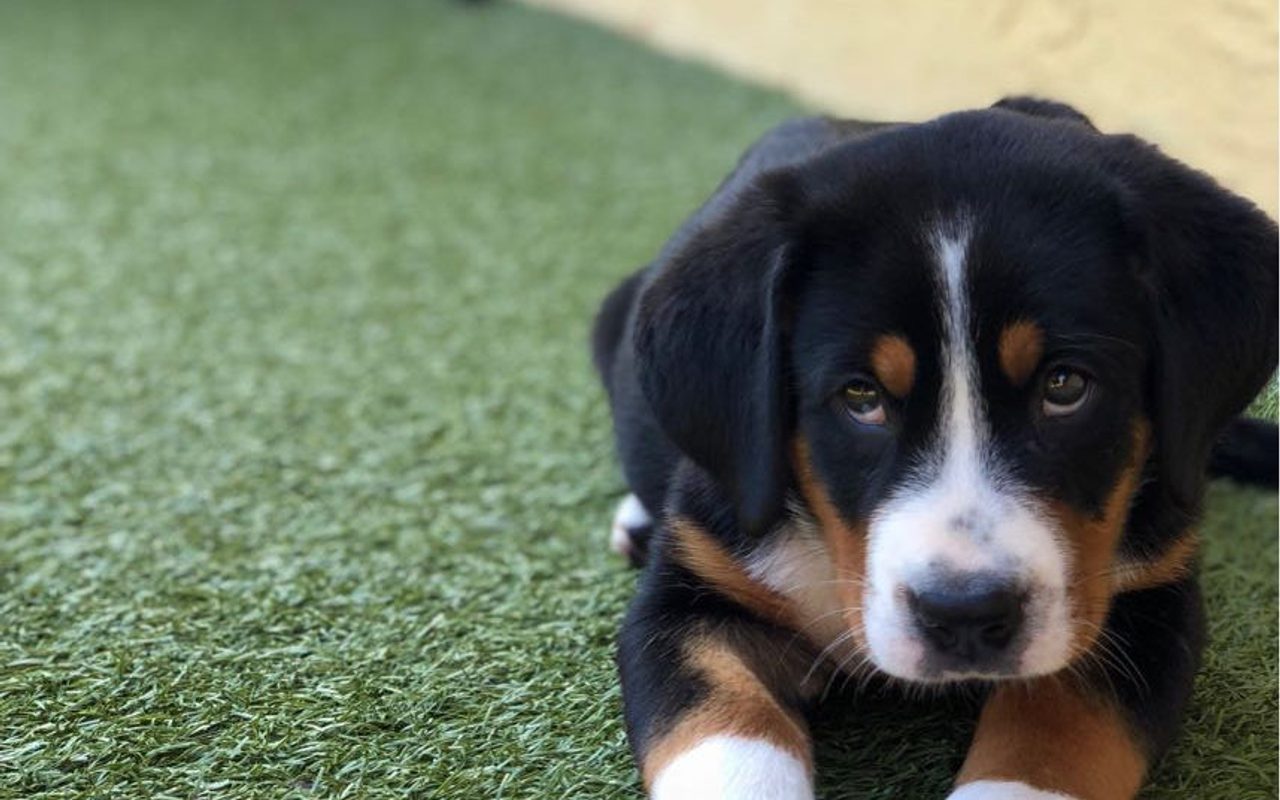 Whiskey Tango Unleashed — Las Vegas