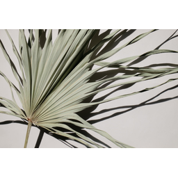 NOVA Dance and Wellness Academy logo